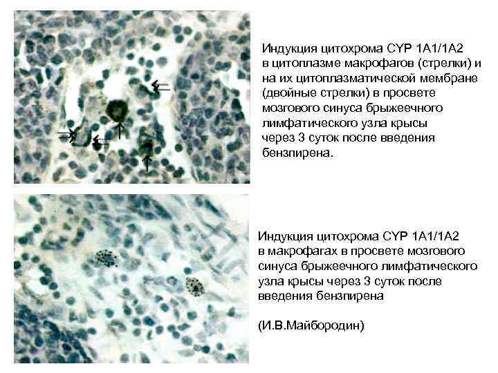 Индукция цитохрома CYP 1 A 1/1 A 2 в цитоплазме макрофагов (стрелки) и на