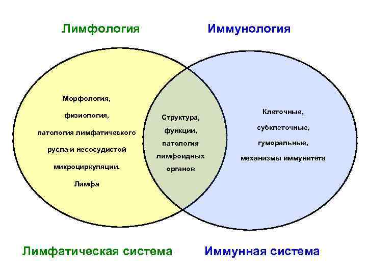 Лимфология. Общая Лимфология. Общая Лимфология схема. Лимфология анатомия.