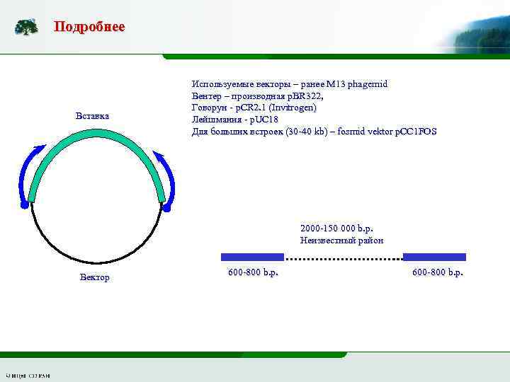 Подробнее Вставка Используемые векторы – ранее М 13 phagemid Вентер – производная p. BR