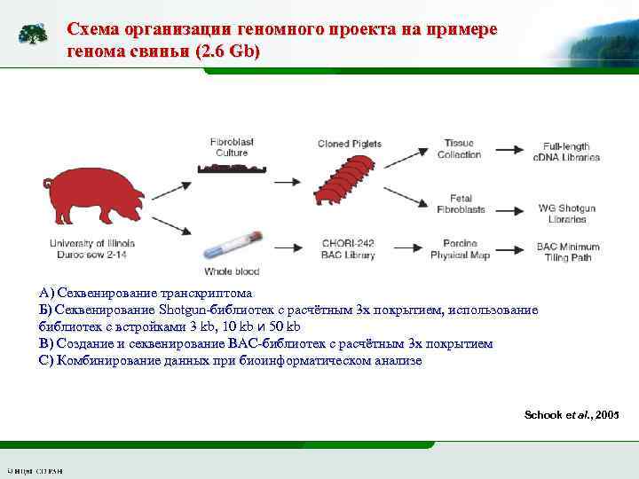 Схема организации геномного проекта на примере генома свиньи (2. 6 Gb) А) Секвенирование транскриптома