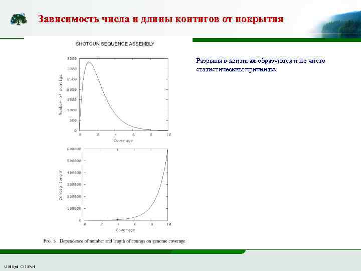 Зависимость числа и длины контигов от покрытия Разрывы в контигах образуются и по чисто