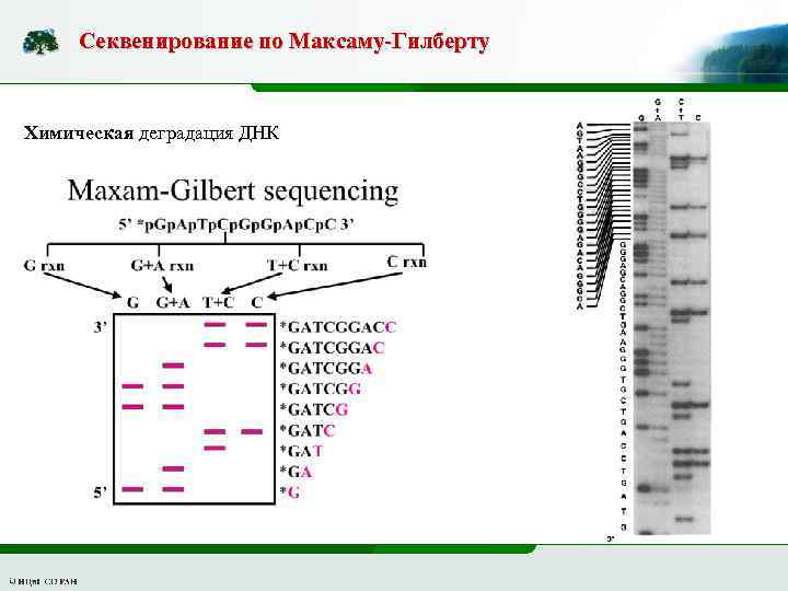 Секвенирование по Максаму-Гилберту Химическая деградация ДНК 
