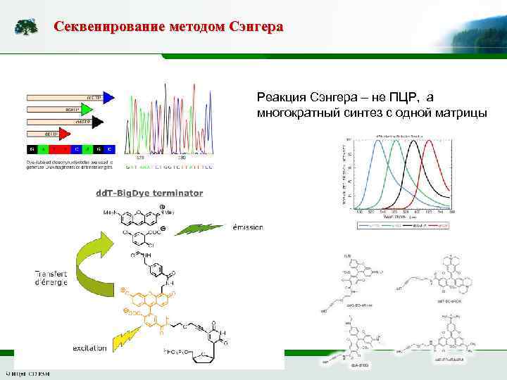 Секвенирование методом Сэнгера Реакция Сэнгера – не ПЦР, а многократный синтез с одной матрицы