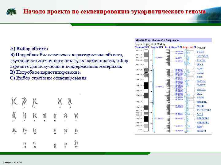 Начало проекта по секвенированию эукариотического генома А) Выбор объекта Б) Подробная биологическая характеристика объекта,