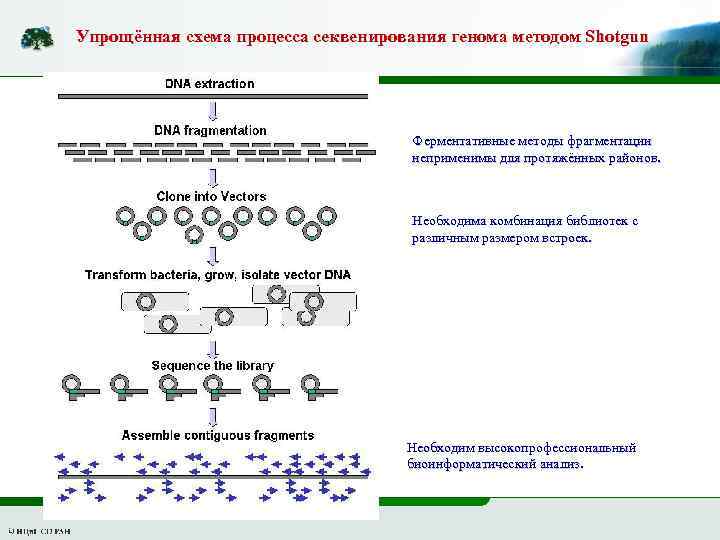 Упрощённая схема процесса секвенирования генома методом Shotgun Ферментативные методы фрагментации неприменимы для протяжённых районов.
