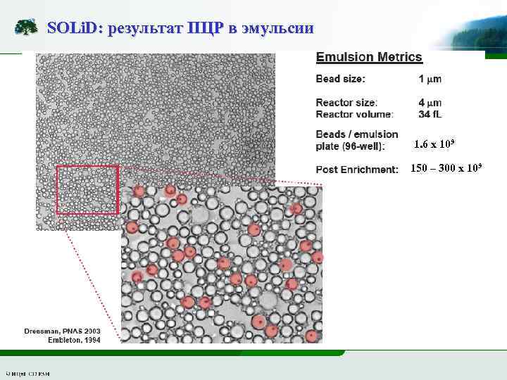 SOLi. D: результат ПЦР в эмульсии 1. 6 x 109 150 – 300 x