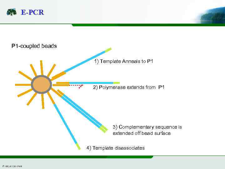 E-PCR P 1 -coupled beads 1) Template Anneals to P 1 2) Polymerase extends