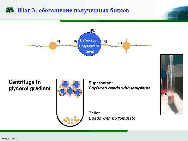 Шаг 3: обогащение полученных бидсов P 2’ P 1 P 2 Large (5µ) Polystyrene