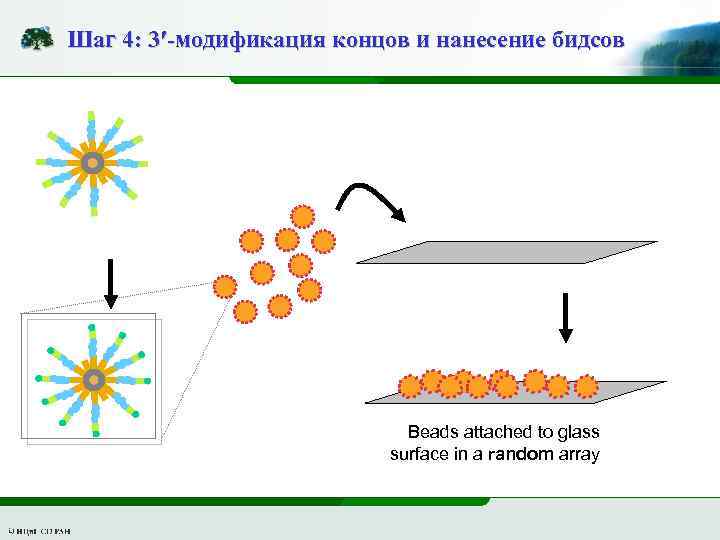 Шаг 4: 3′-модификация концов и нанесение бидсов Beads attached to glass surface in a