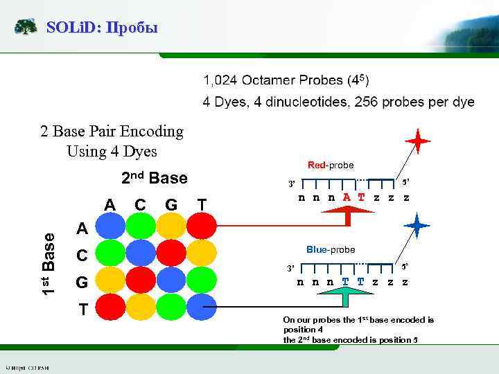 SOLi. D: Пробы 2 Base Pair Encoding Using 4 Dyes Red-probe 2 nd Base