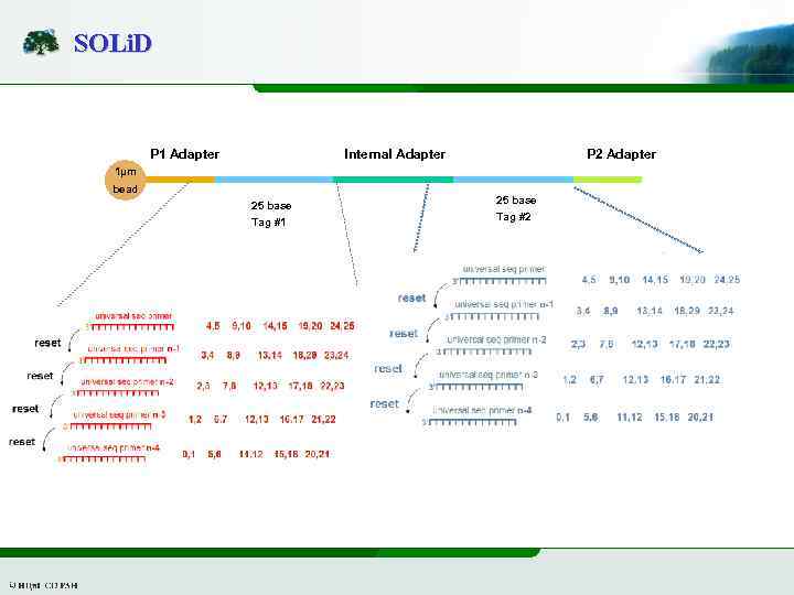 SOLi. D Internal Adapter P 1 Adapter P 2 Adapter 1µm bead 25 base