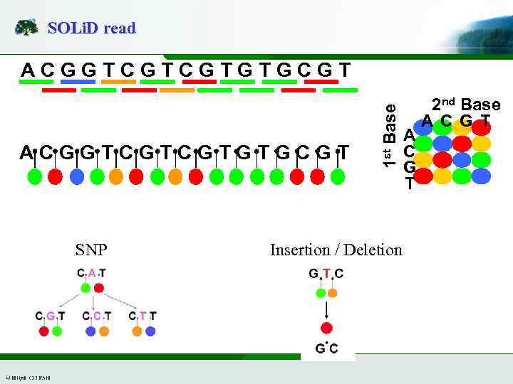 SOLi. D read ACGGTCGTCGTGTGCGT SNP 1 st Base ACGGTCGTCGTGTGCGT Insertion / Deletion A C