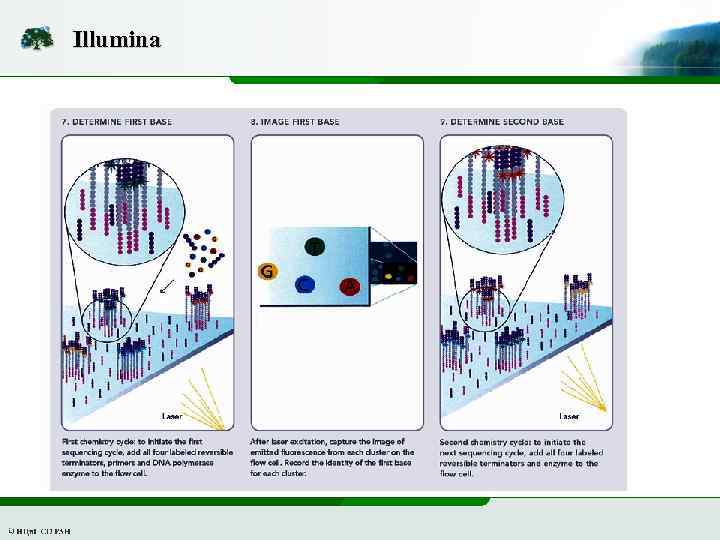 Illumina 