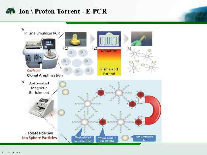 Ion  Proton Torrent - E-PCR 