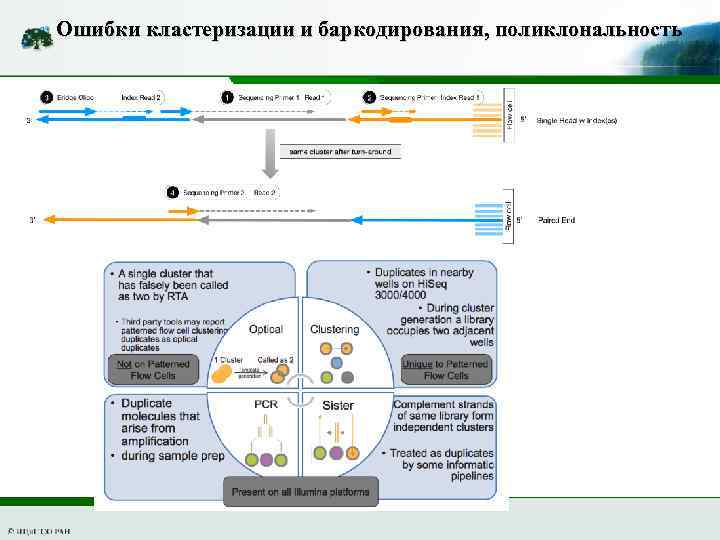Ошибки кластеризации и баркодирования, поликлональность 