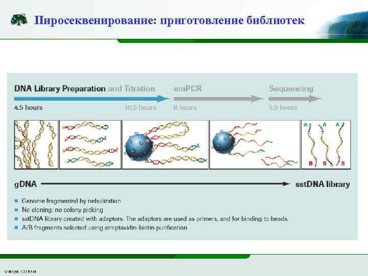 Пиросеквенирование: приготовление библиотек 
