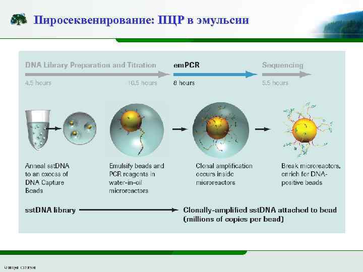 Пиросеквенирование: ПЦР в эмульсии 