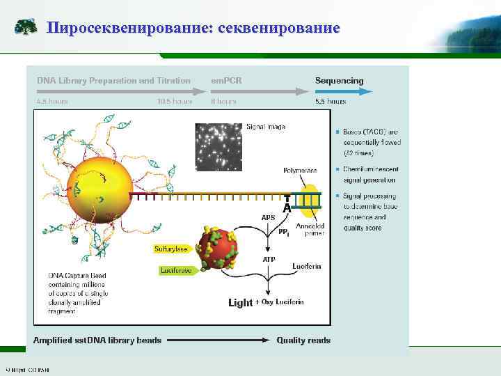 Пиросеквенирование: секвенирование 