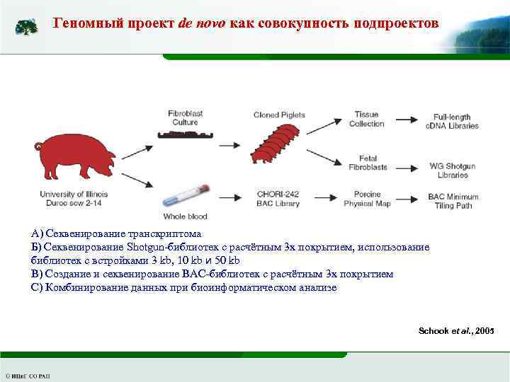 Геномный проект de novo как совокупность подпроектов А) Секвенирование транскриптома Б) Секвенирование Shotgun-библиотек с