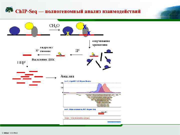 Ch. IP-Seq — полногеномный анализ взаимодействий 