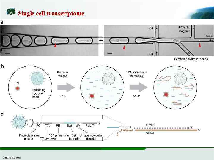Single cell transcriptome 