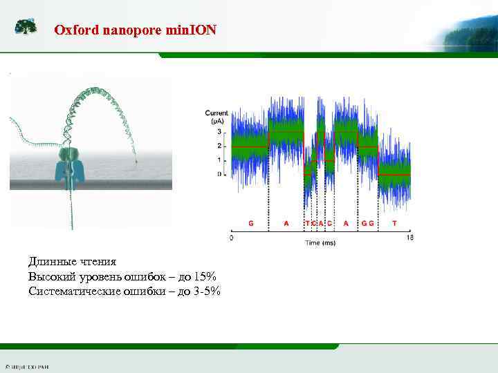 Oxford nanopore min. ION Длинные чтения Высокий уровень ошибок – до 15% Систематические ошибки