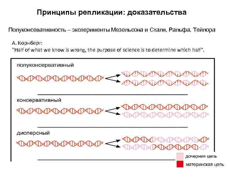 Принципы репликации: доказательства Полуконсевативность – эксперименты Мезельсона и Сталя, Ральфа, Тейлора А. Корнберг: 