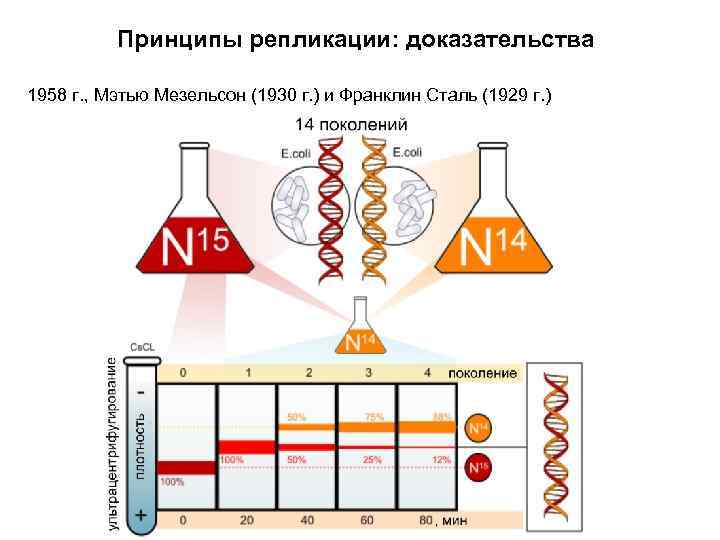 Принципы репликации: доказательства 1958 г. , Мэтью Мезельсон (1930 г. ) и Франклин Сталь