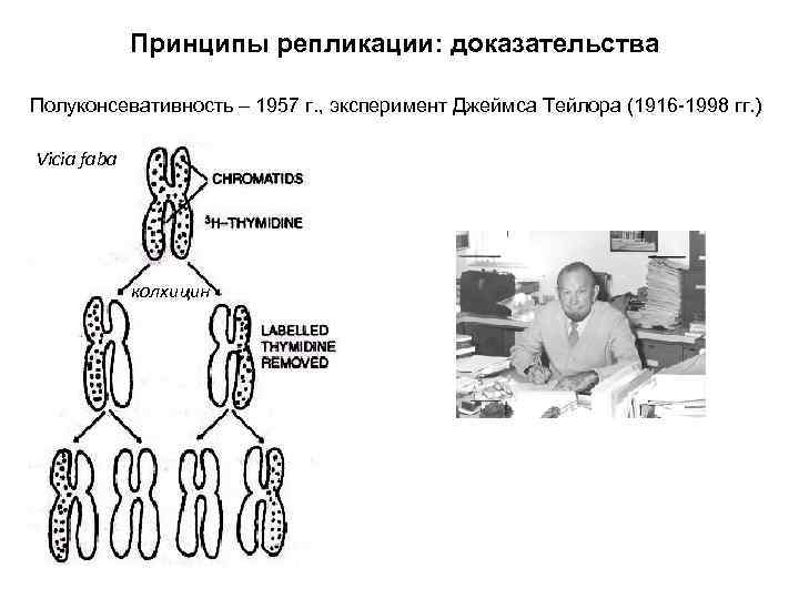 Принципы репликации: доказательства Полуконсевативность – 1957 г. , эксперимент Джеймса Тейлора (1916 -1998 гг.