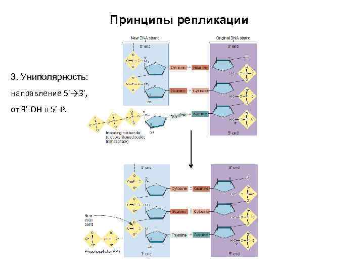 Принципы репликации 3. Униполярность: направление 5'→ 3', от 3'-OH к 5'-P. 