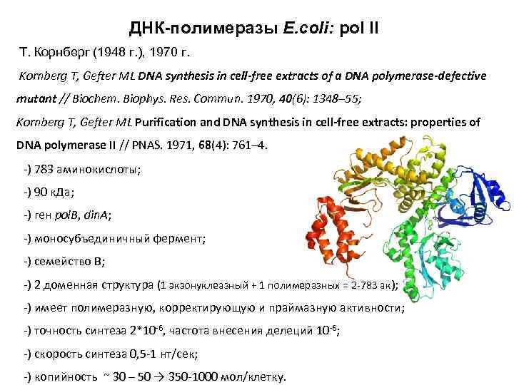 Активности днк полимераз. ДНК полимераза 1 e coli. ДНК полимеразы в e.coli. Экзонуклеазная активность ДНК полимеразы 1. Полимераза e coli.