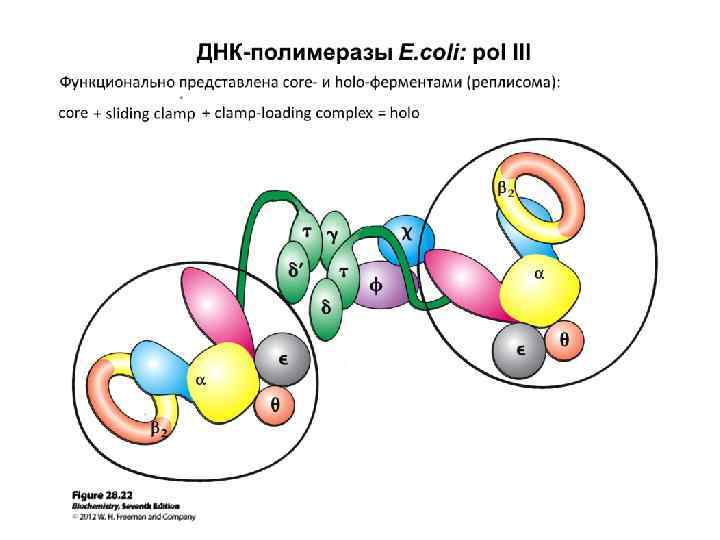 Полимеразы прокариот. Строение ДНК полимеразы 3. ДНК полимеразы e coli. ДНК полимераза эукариот строение. ДНК полимераза 3 структура.