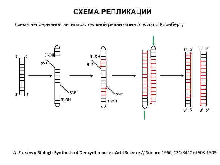 Репликация у прокариот. Терминация репликации у прокариот схема. Репликация ДНК У E. coli. Схема непрерывной антипараллельной репликации Корнберга.. Схема репликации ДНК.