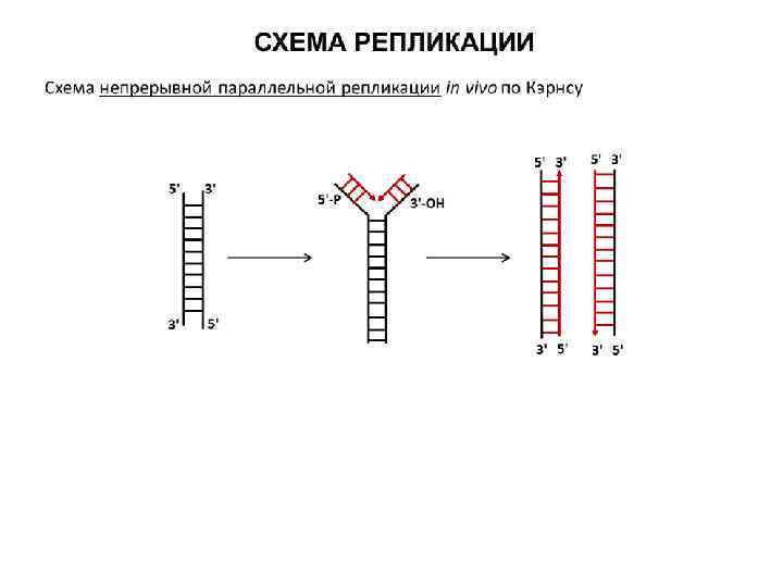 3 этапа репликации. Схема репликации ДНК. Этапы репликации ДНК схема. Репликация ДНК подробная схема. Схема процесса репликации.