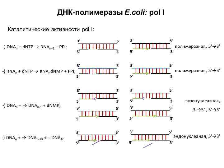 Днк полимераза картинка