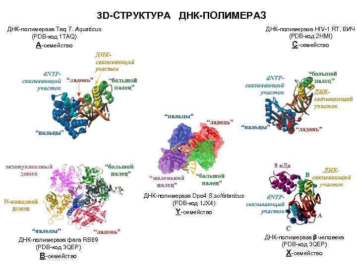 Днк полимераза содержит