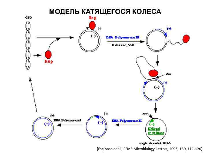 Репликация у прокариот. Консервативный метод репликации. Репликация катящегося кольца. Механизм репликации катящегося кольца.