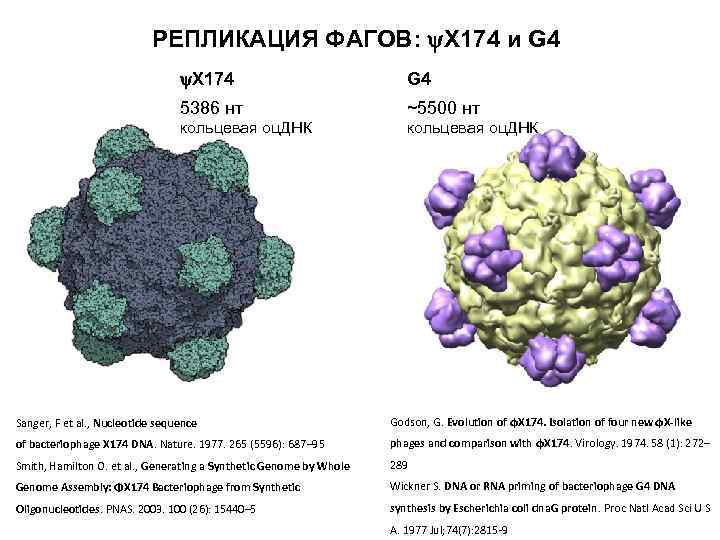 РЕПЛИКАЦИЯ ФАГОВ: Х 174 и G 4 Х 174 G 4 5386 нт ~5500