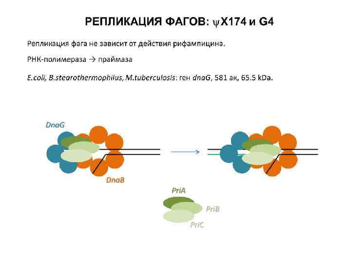 Репликация данных это. Репликация фагов. Синхронная репликация. Репликация фага т7. ДНК полимераза Альфа праймаза.