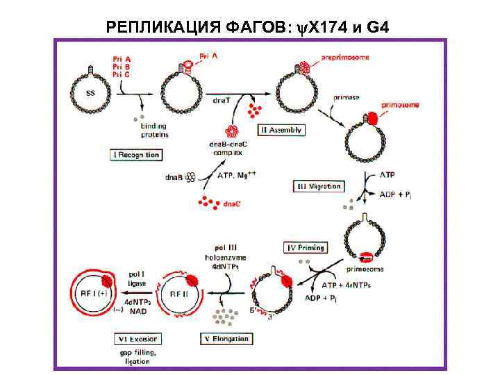 РЕПЛИКАЦИЯ ФАГОВ: Х 174 и G 4 