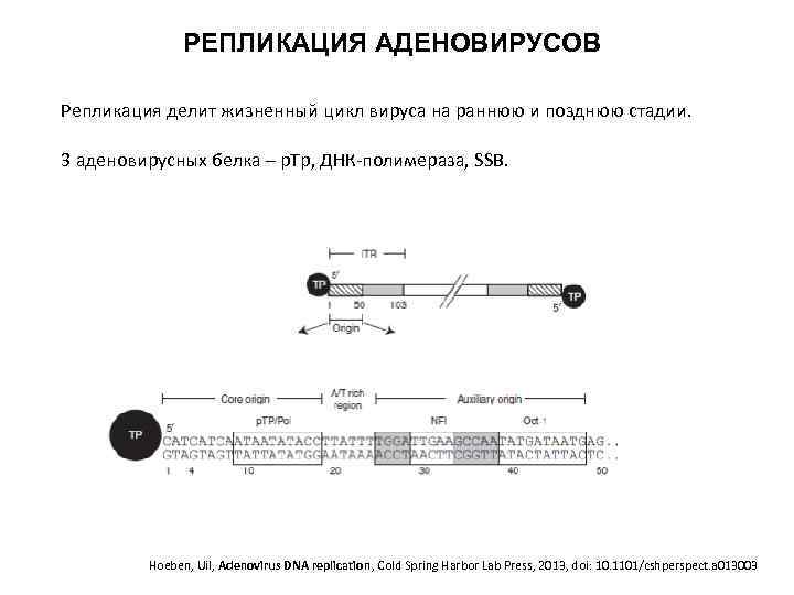 РЕПЛИКАЦИЯ АДЕНОВИРУСОВ Репликация делит жизненный цикл вируса на раннюю и позднюю стадии. 3 аденовирусных