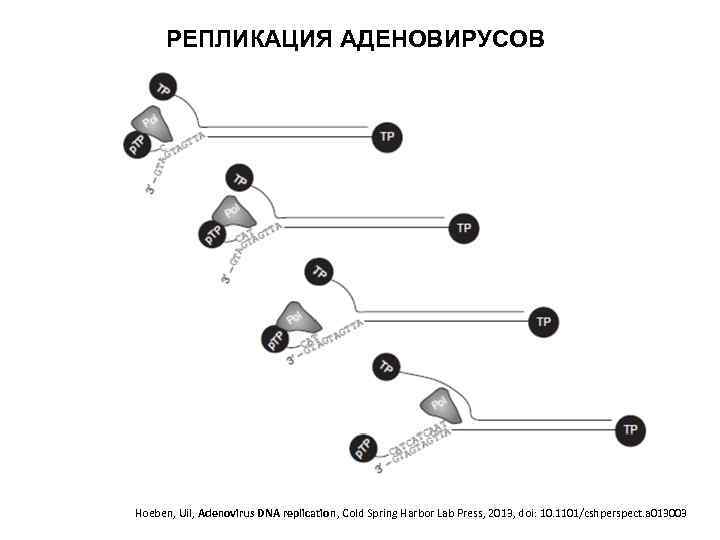 РЕПЛИКАЦИЯ АДЕНОВИРУСОВ Hoeben, Uil, Adenovirus DNA replication, Cold Spring Harbor Lab Press, 2013, doi: