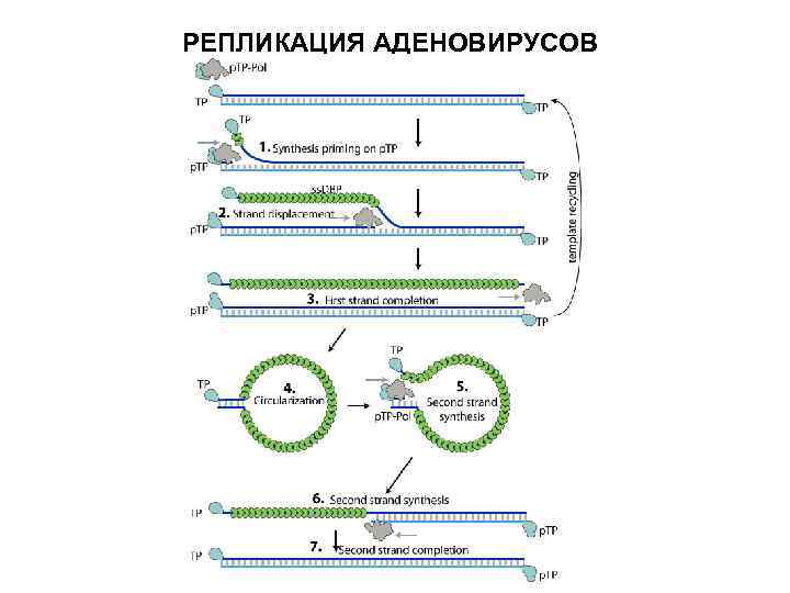 РЕПЛИКАЦИЯ АДЕНОВИРУСОВ 