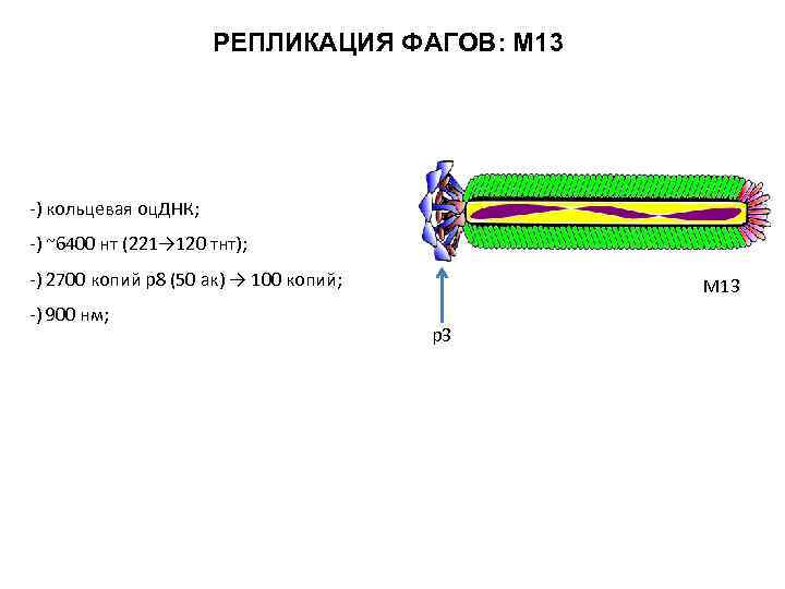 РЕПЛИКАЦИЯ ФАГОВ: М 13 -) кольцевая оц. ДНК; -) ~6400 нт (221→ 120 тнт);