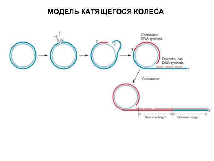 МОДЕЛЬ КАТЯЩЕГОСЯ КОЛЕСА 