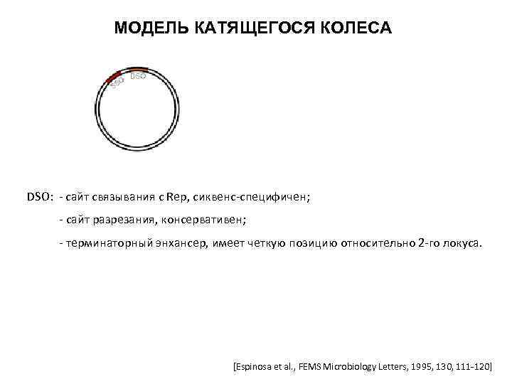 МОДЕЛЬ КАТЯЩЕГОСЯ КОЛЕСА DSO: - сайт связывания с Rep, сиквенс-специфичен; - сайт разрезания, консервативен;