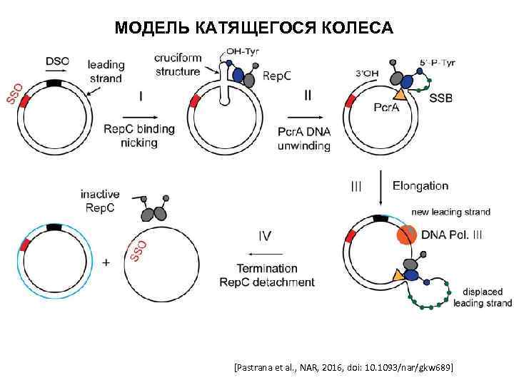 МОДЕЛЬ КАТЯЩЕГОСЯ КОЛЕСА [Pastrana et al. , NAR, 2016, doi: 10. 1093/nar/gkw 689] 