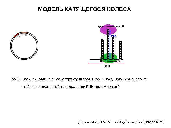 МОДЕЛЬ КАТЯЩЕГОСЯ КОЛЕСА SSO: - локализован в высокоструктурированном некодирующем регионе; - сайт связывания с