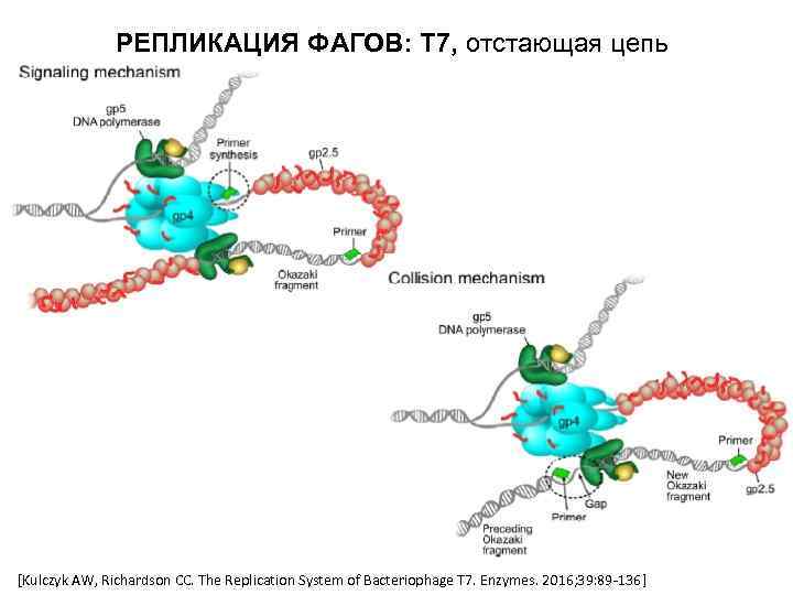 РЕПЛИКАЦИЯ ФАГОВ: Т 7, отстающая цепь [Kulczyk AW, Richardson CC. The Replication System of