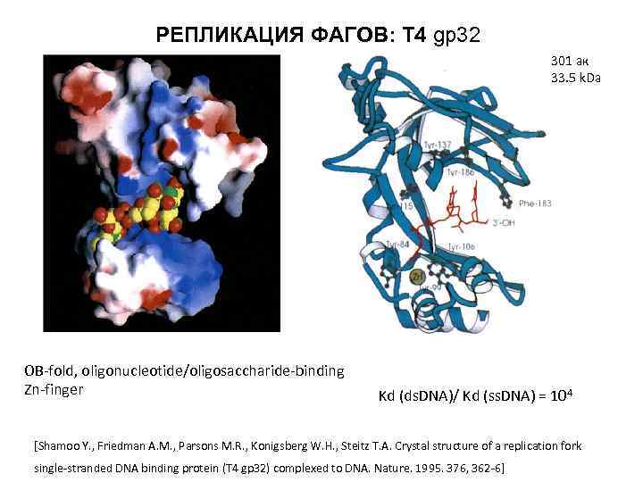 РЕПЛИКАЦИЯ ФАГОВ: Т 4 gp 32 301 ак 33. 5 k. Da OB-fold, oligonucleotide/oligosaccharide-binding
